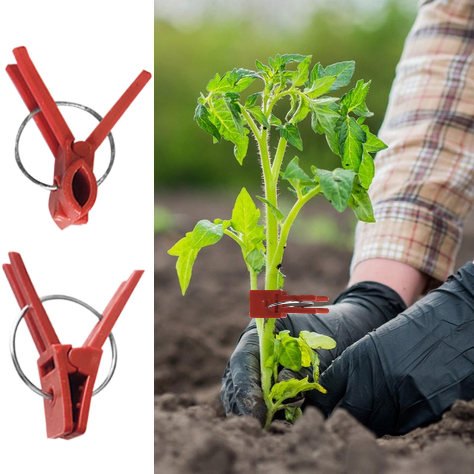 50Pcs Plant Grafting Clip Plas - Gardening Tools Uses 评论和价格