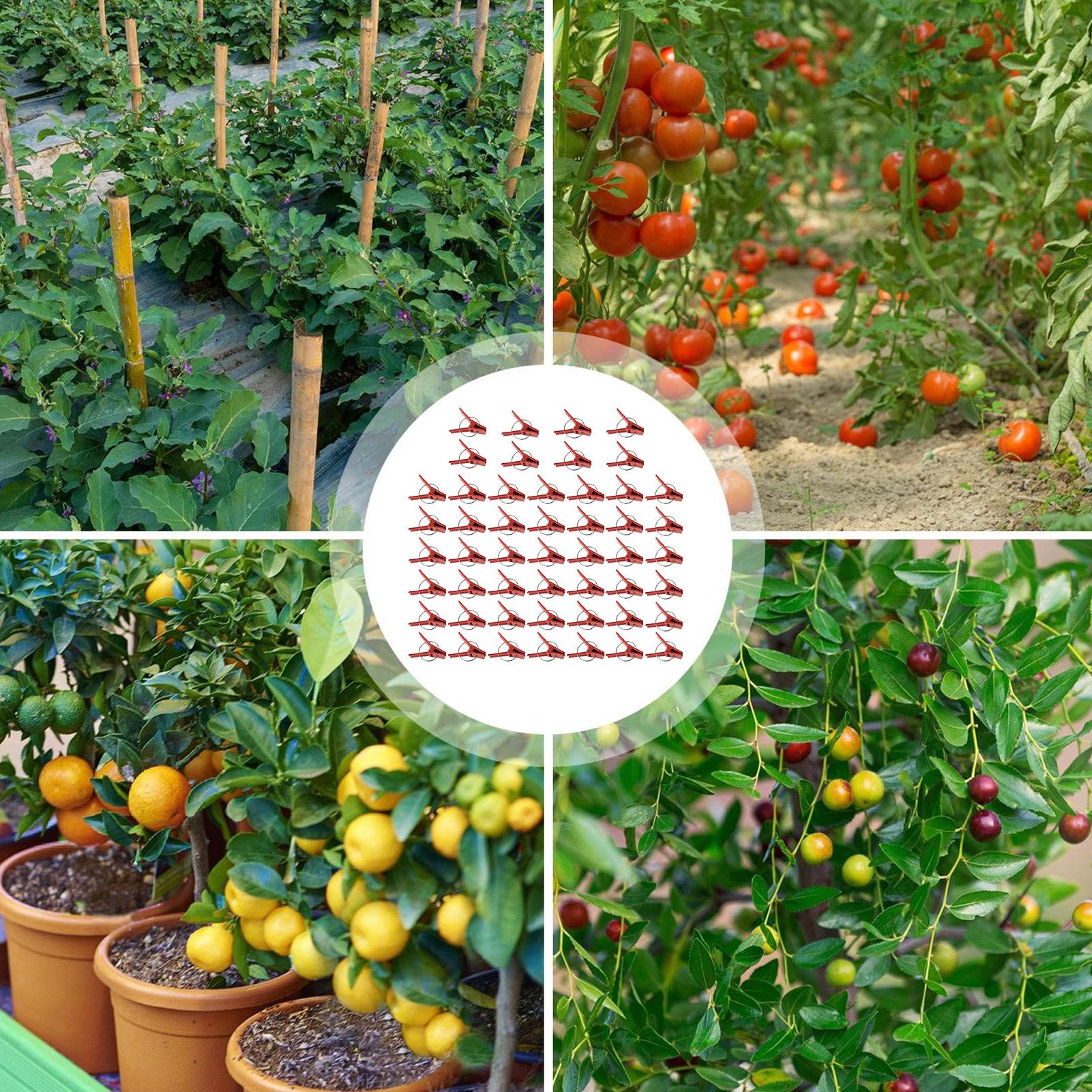 50Pcs Plant Grafting Clip Plas - Gardening Tools Uses 评论和价格